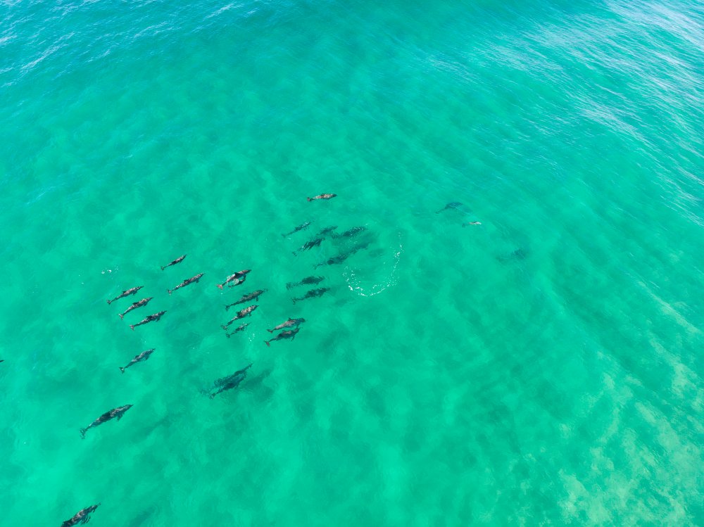 Tallebudgera Creek Paradise In Gold Coast Queensland 7 Tallebudgera Creek Sharks
