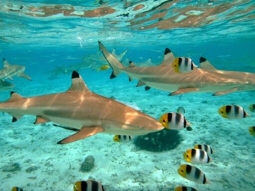 Black Tip Reef Sharks In Bora Bora