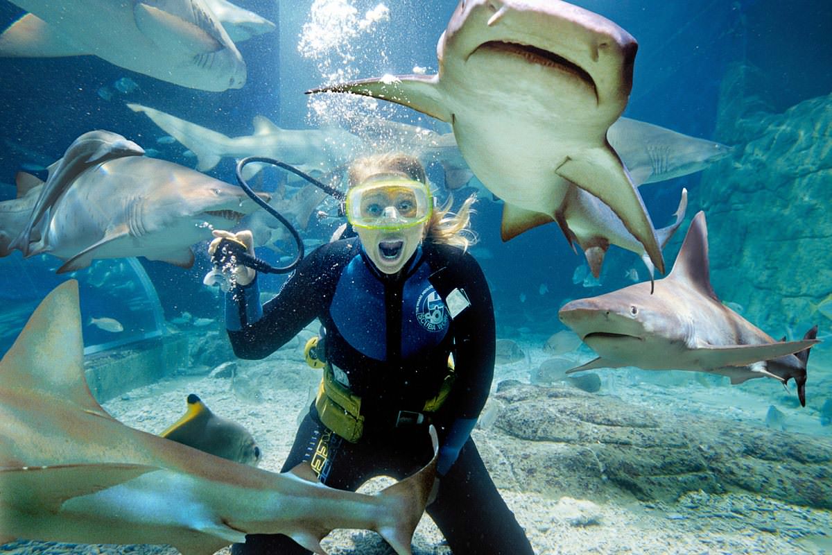 Shark Feeding – Bora Bora [Breathtaking]