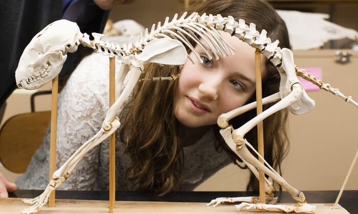 18 Top Best Things To Do In Bakersfield (Amazing &Amp; Attractive) 9 Buena Vista Museum Of Natural History