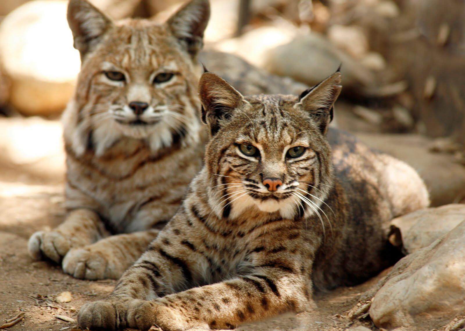 18 Top Best Things To Do In Bakersfield (Amazing &Amp; Attractive) 3 Cats Of California