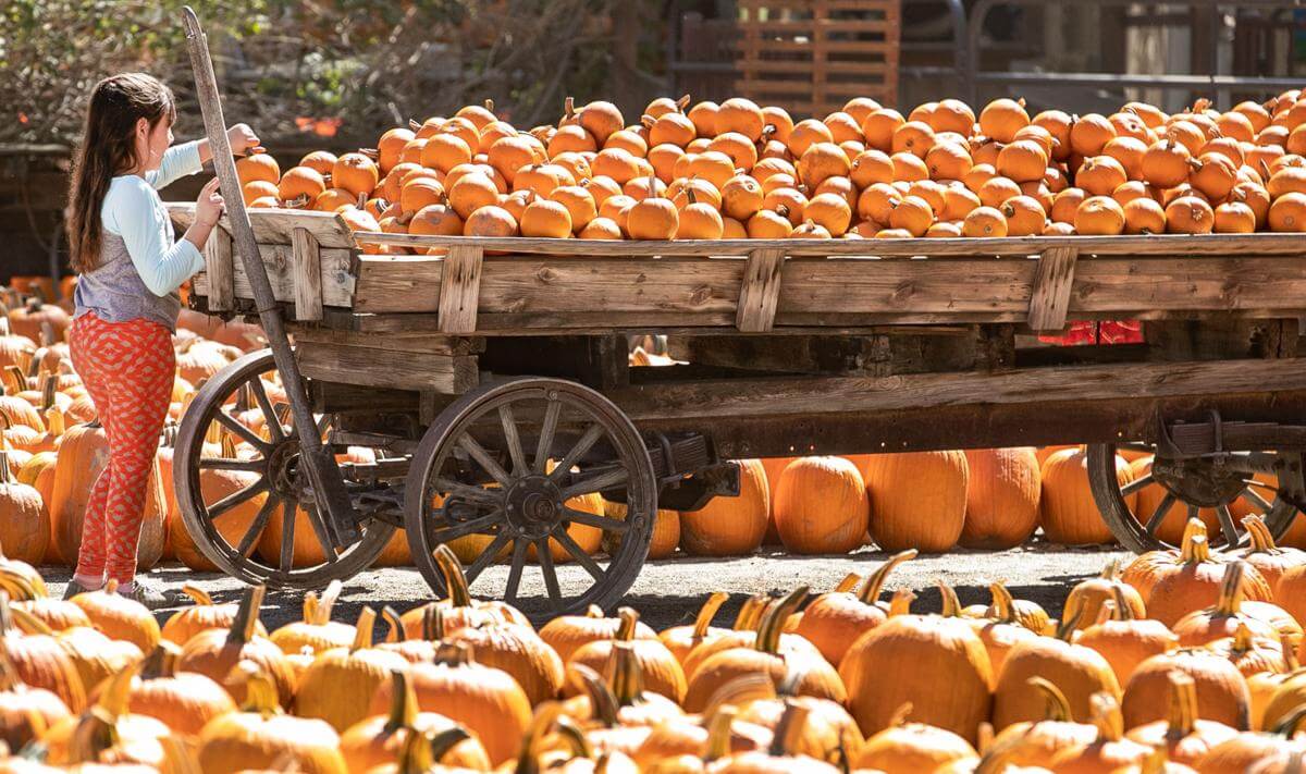 18 Top Best Things To Do In Bakersfield (Amazing &Amp; Attractive) 8 Murray Family Farms