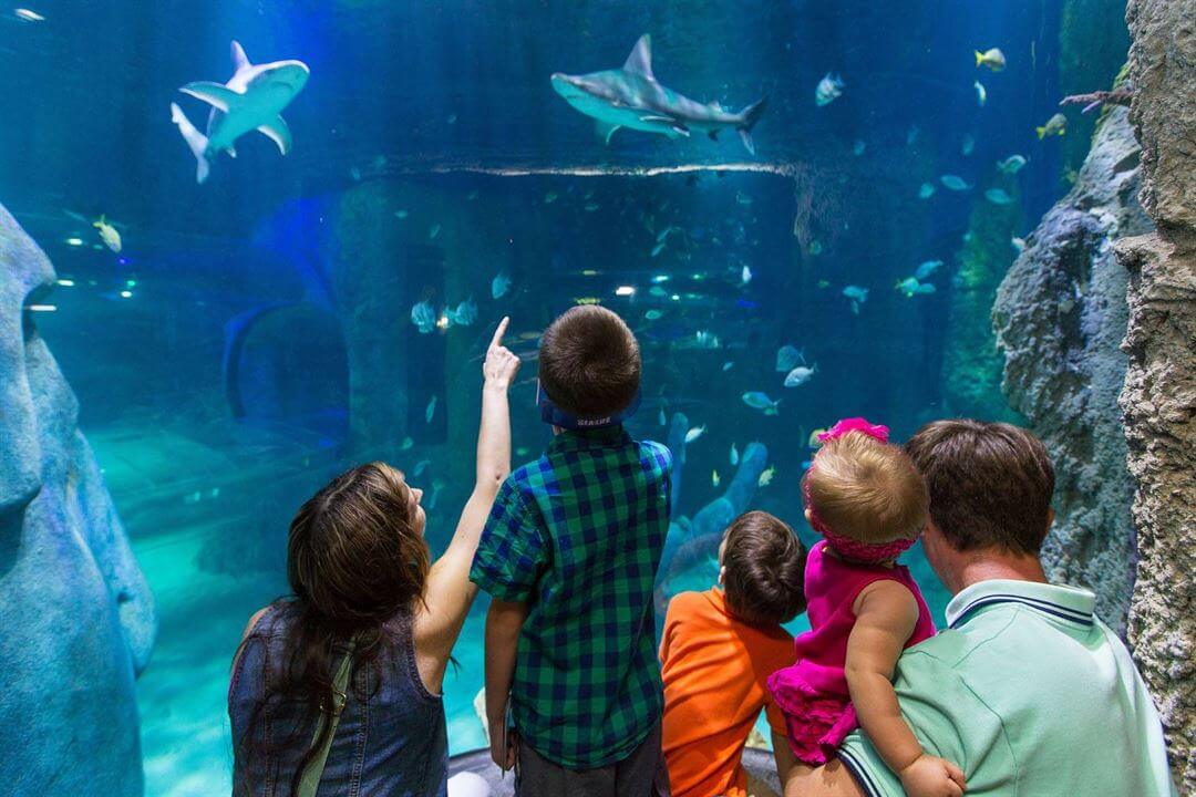 11 Best Things To Do In Tempe, Az - 2021 (Unique &Amp; Amazing With Photos) 11 Sea Life Arizona Aquarium