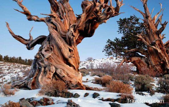Ancient Bristlecone Pine Forest Snow