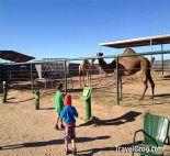 The Camel Farm Yuma