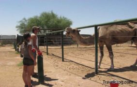 The Camel Farm Yumaaz