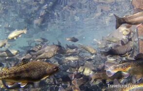 Tonto Creek Fish Hatchery Paysonaz