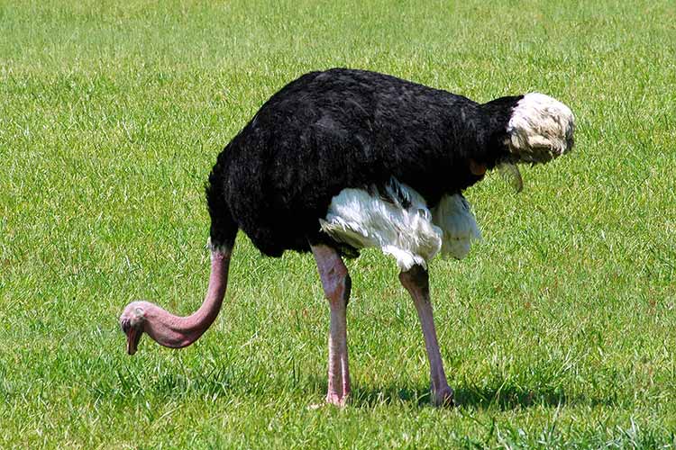 Cape May County Park Zoo