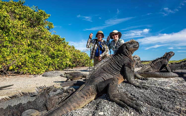 Go Iguana Spotting at Bitter Guana Cay