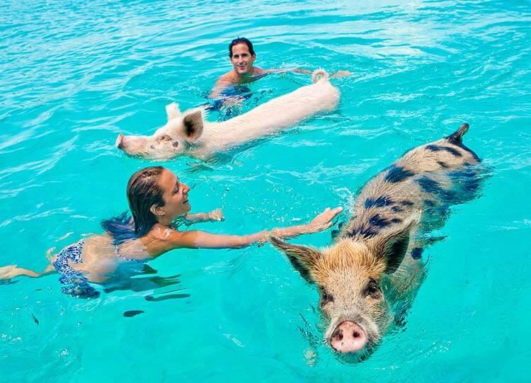 Swimming with Pigs