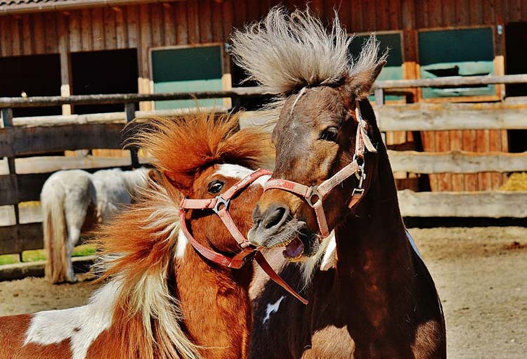 Old Friends Thoroughbred Retirement Farms