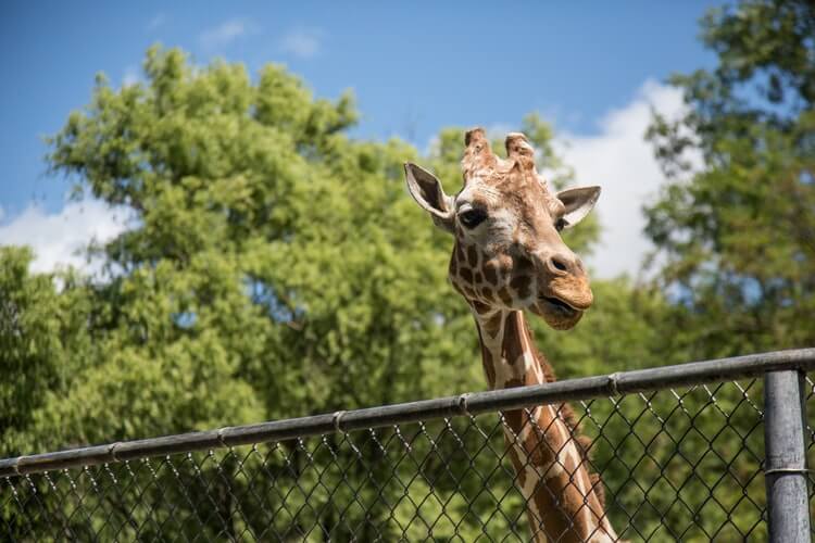 Seneca Park Zoo