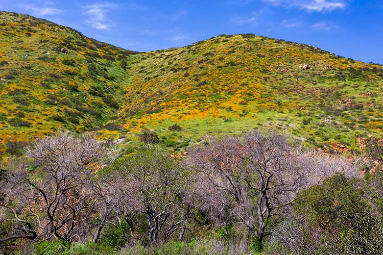 Mission Trails Regional Park