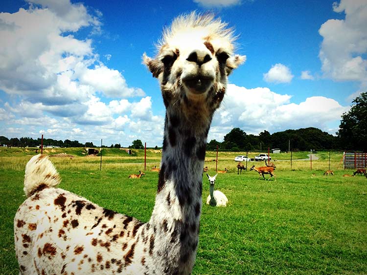 TENNESSEE SAFARI PARK