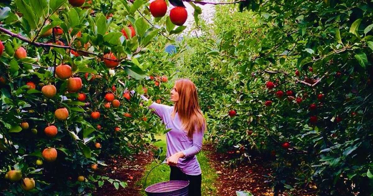 Apple Picking