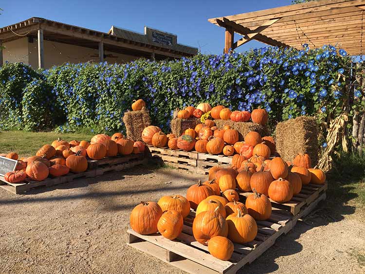 Balzano Family Vineyard and Pumpkin Patch