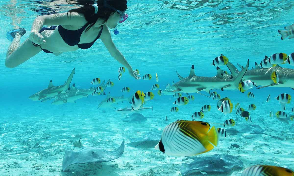 Bora Bora Attractions - Shark Swim &Amp; Feed