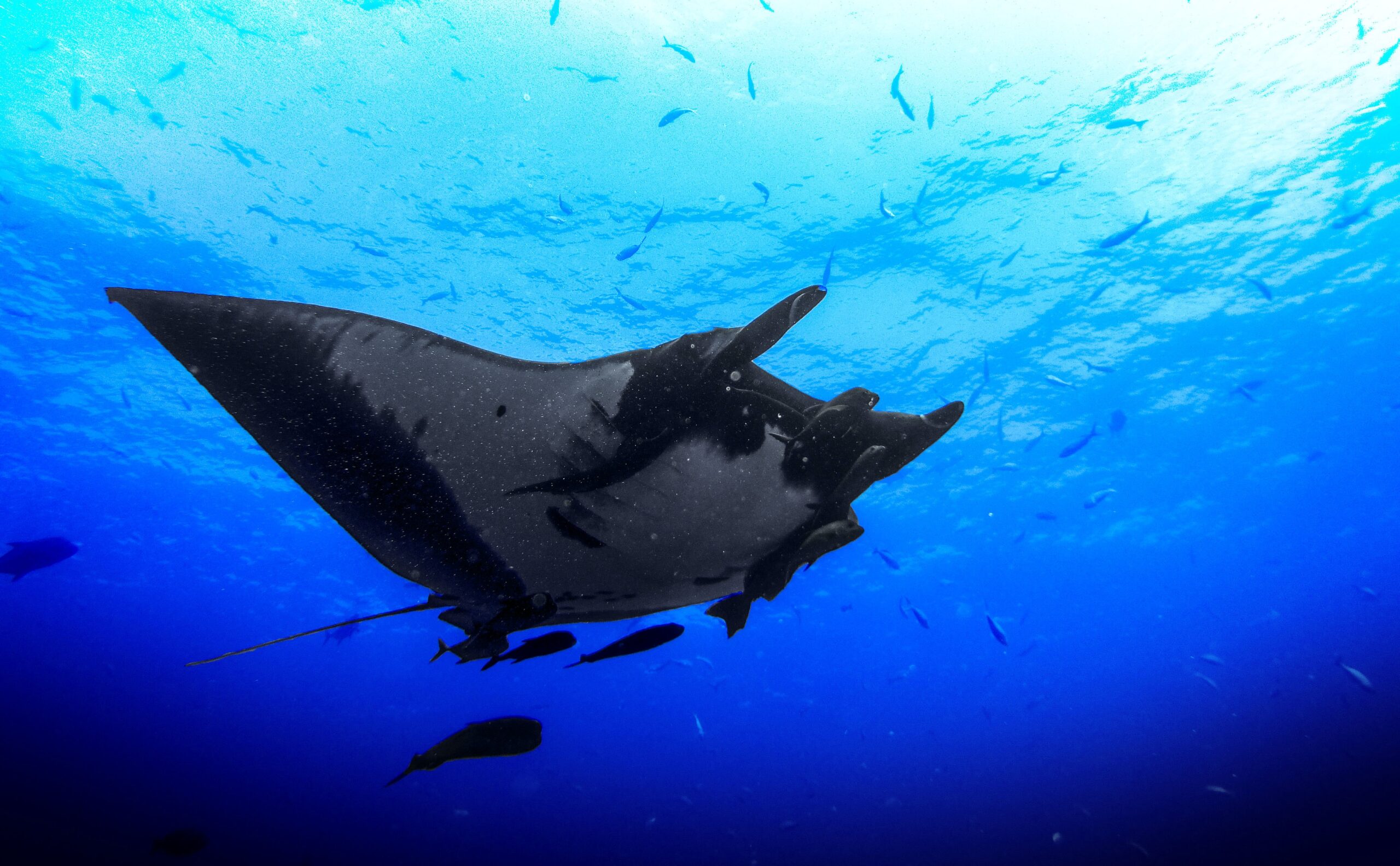 Bora Bora stingray big