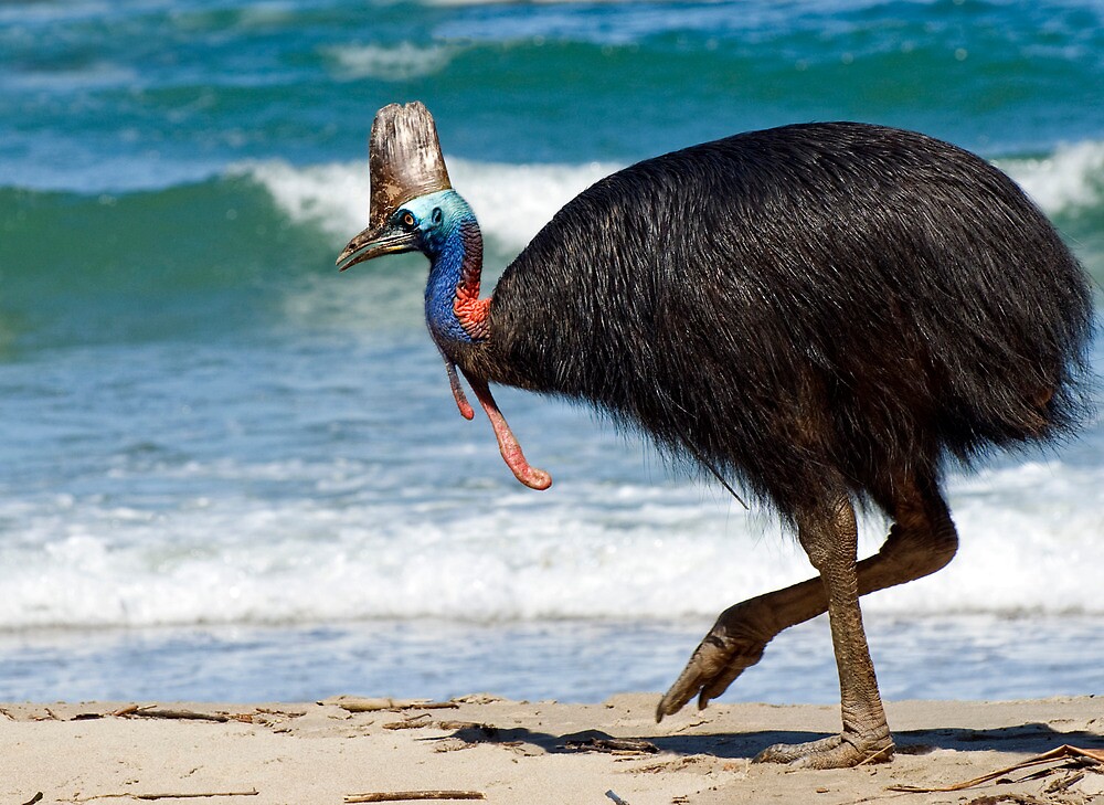 Cassowaries in the wild