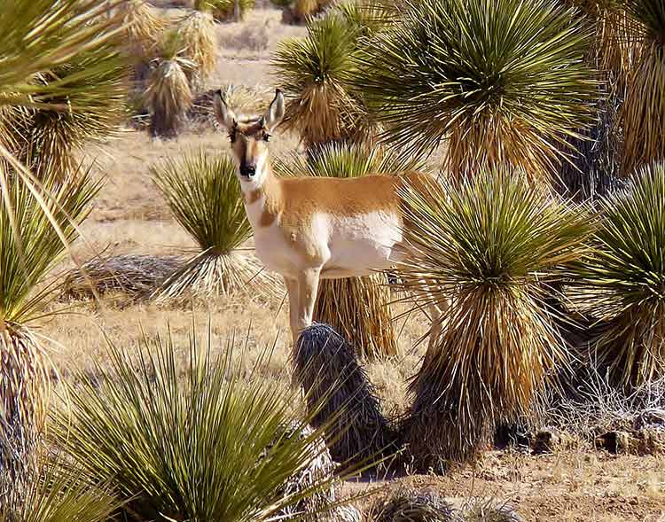 Flora and Fauna at the Living Desert Zoo and Gardens State Park