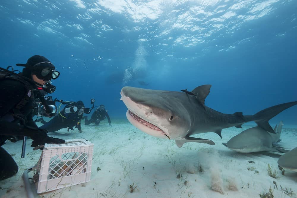 Shark Feeding Bora Bora
