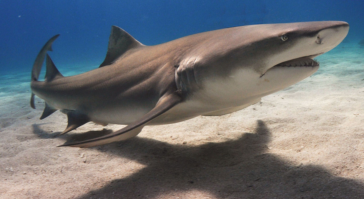 Lemon shark man and fish