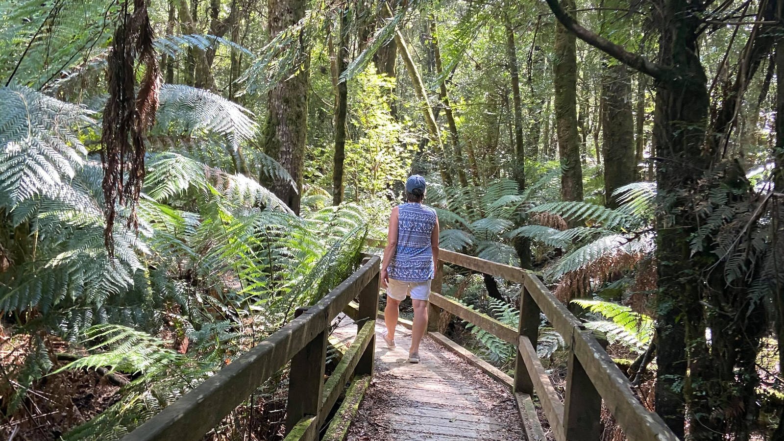 Rainforest Walk