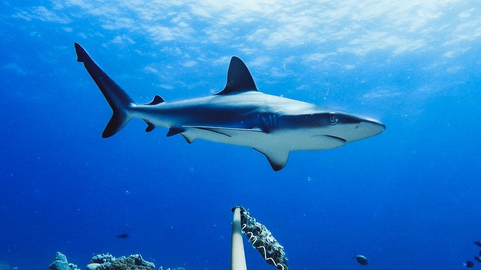 Reef Sharks Bora Bora