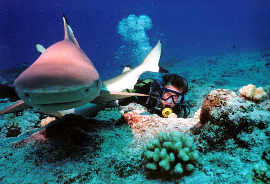 Shark Diving Bora Bora Shark Cage Diving Bora Bora