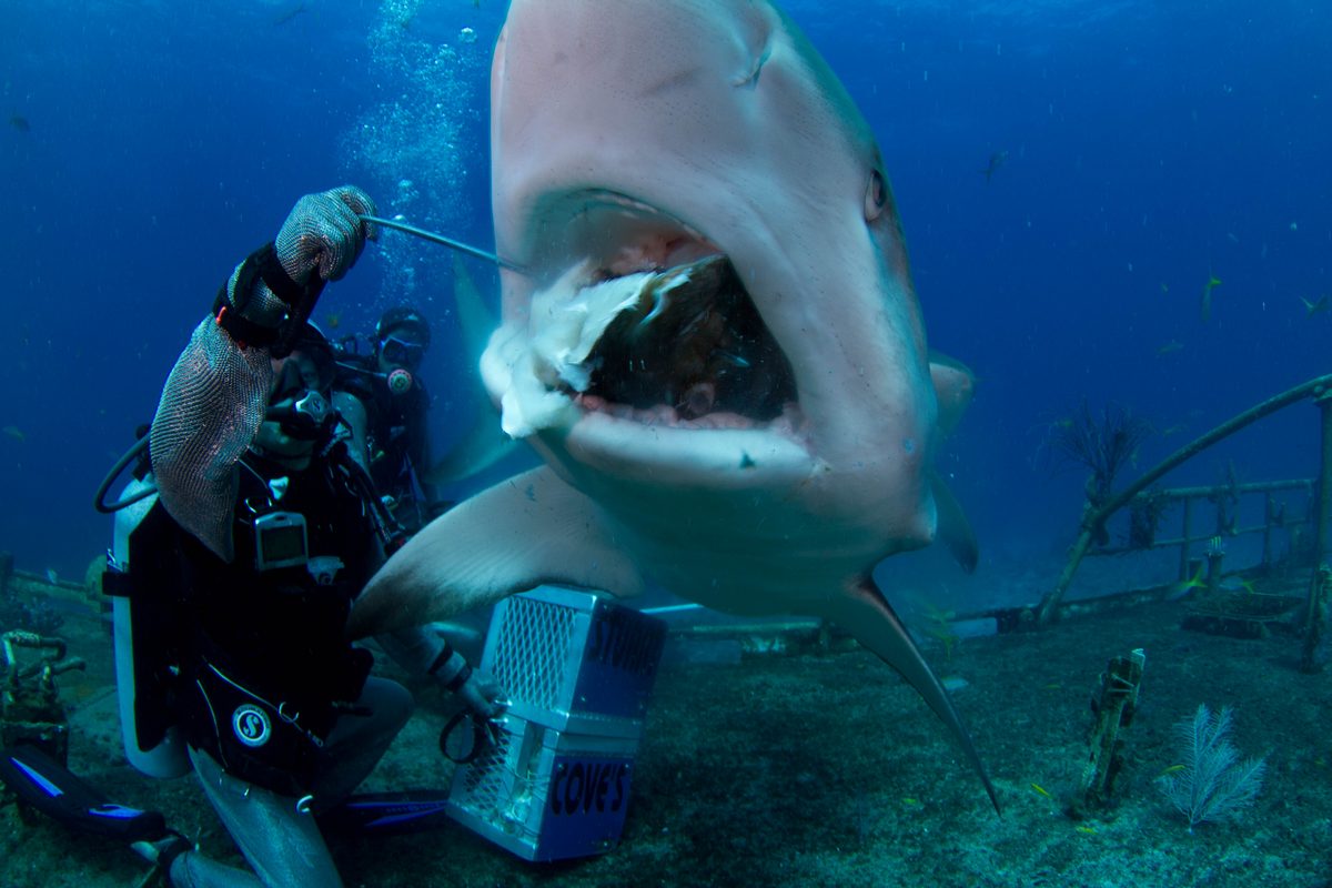 Bora-Shark-Swim-Feed