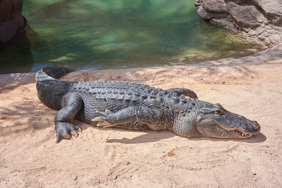 crocodile