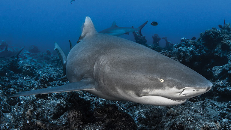 lemon-shark-bora