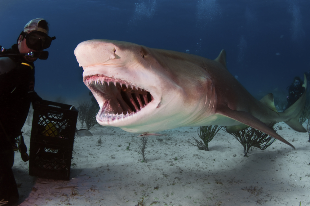 A large lemon shark bares his teeth