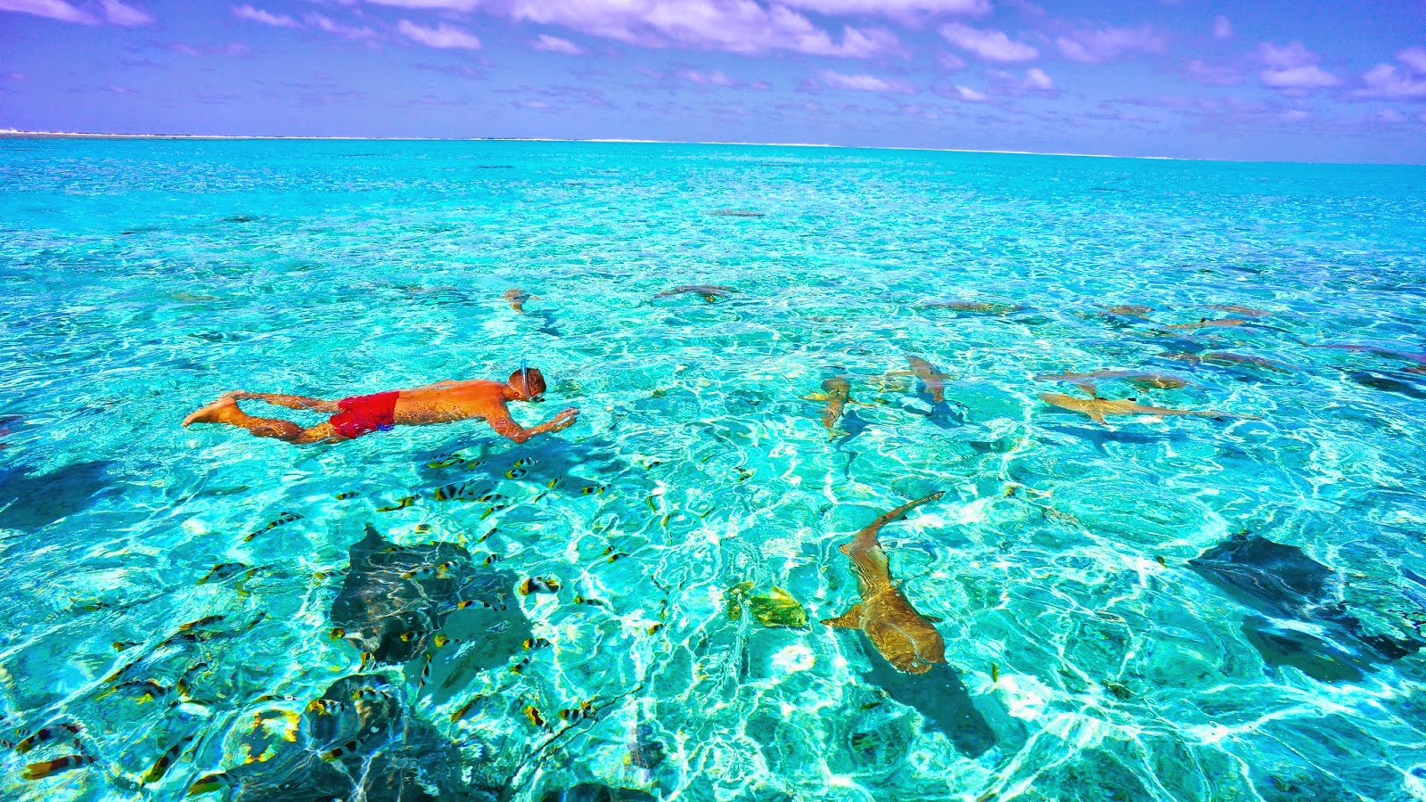 Swimming With Sharks On Bora Bora
