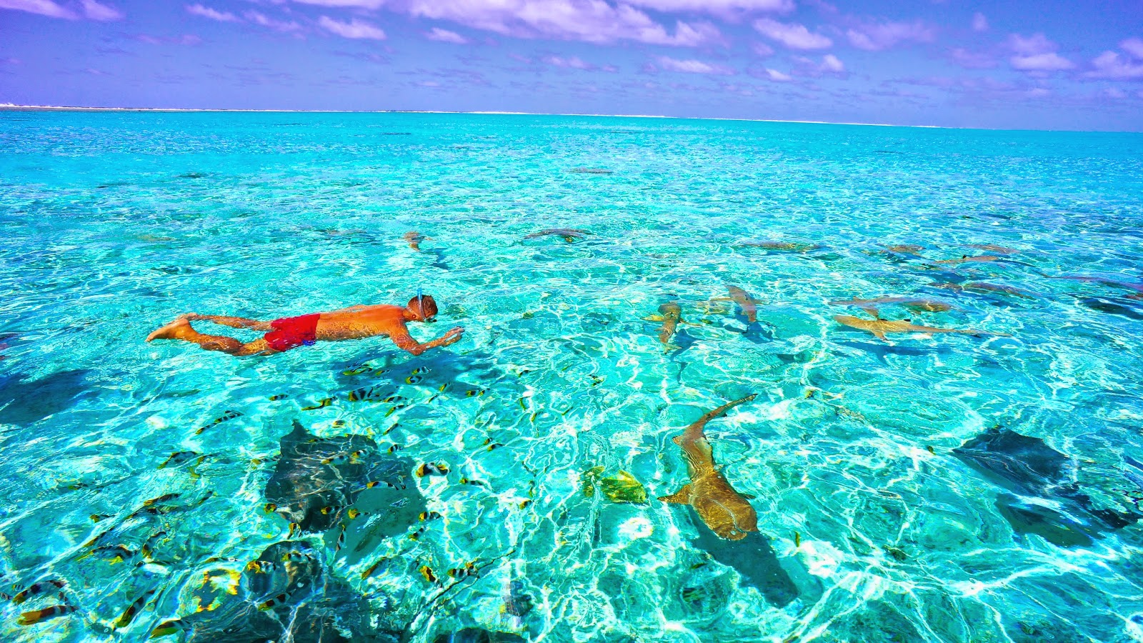 Swimming with sharks on Bora Bora