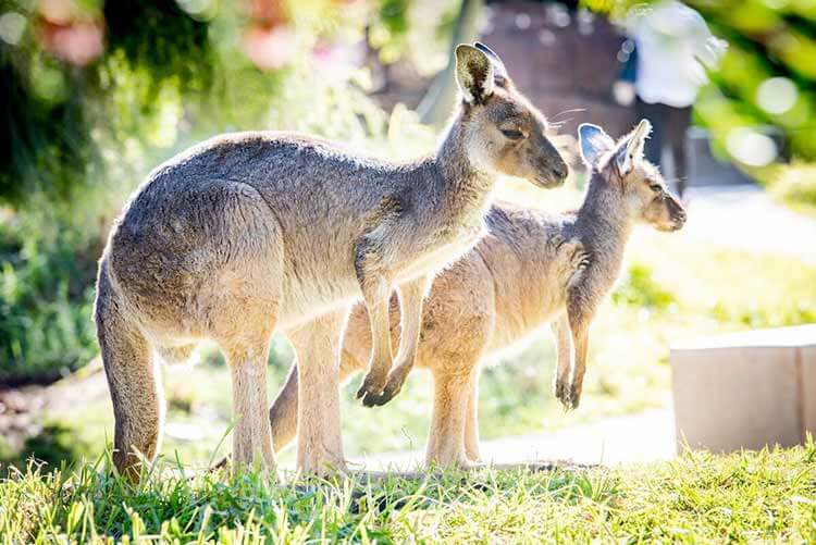 Santa Barbara Zoo