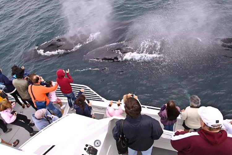 Whale Watching Santa Barbara Habor