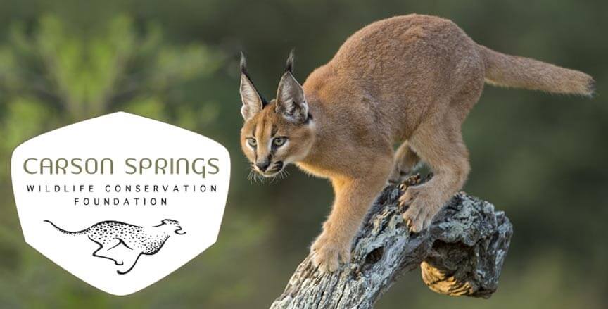 Carson Springs Wildlife Conservation Foundation