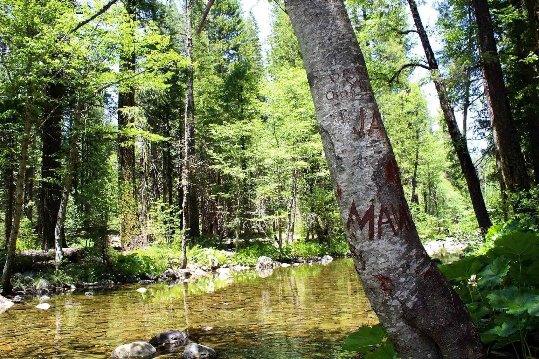 Forks Campground