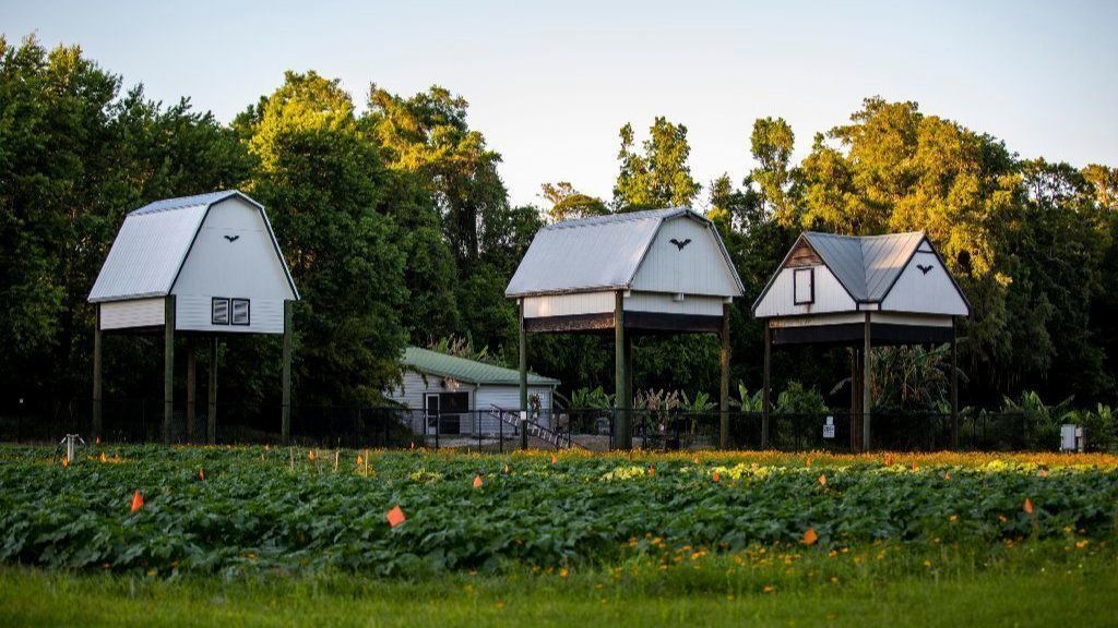 University of Florida Bat Houses