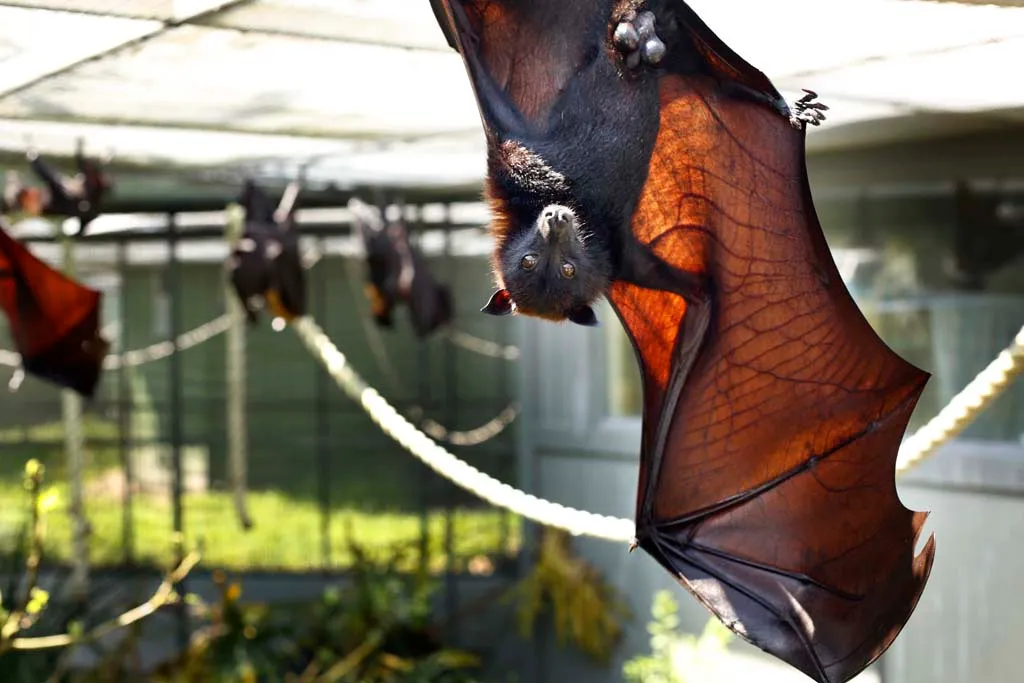 Lubee Bat Conservancy