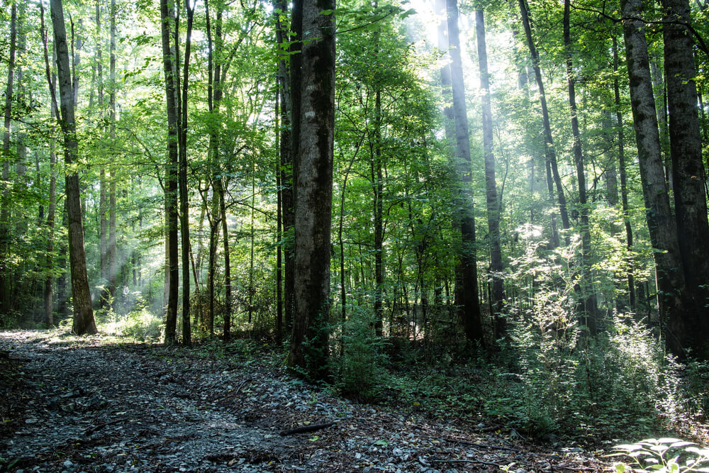 Hampton Beecher Nature Preserve Union city GA