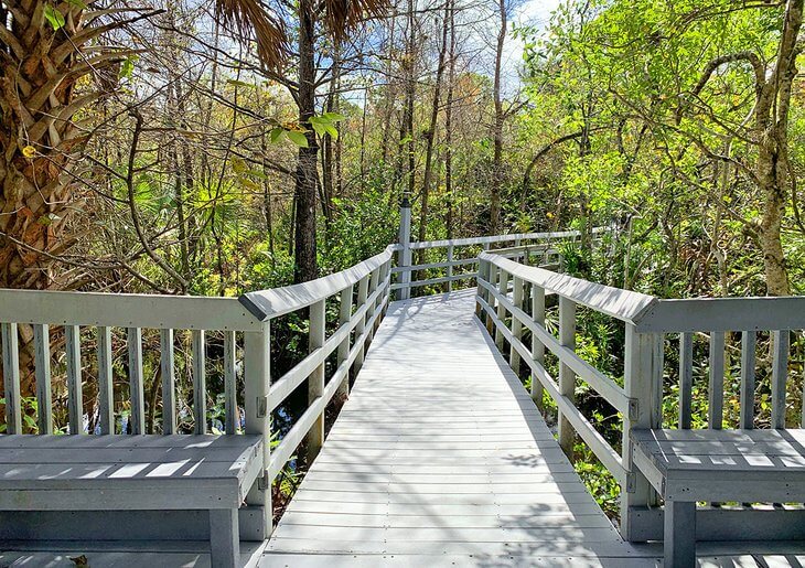 Fern forest nature center