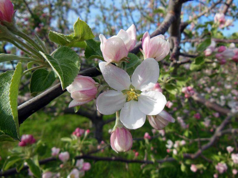 Apple Blossom Pre Festival payette idaho