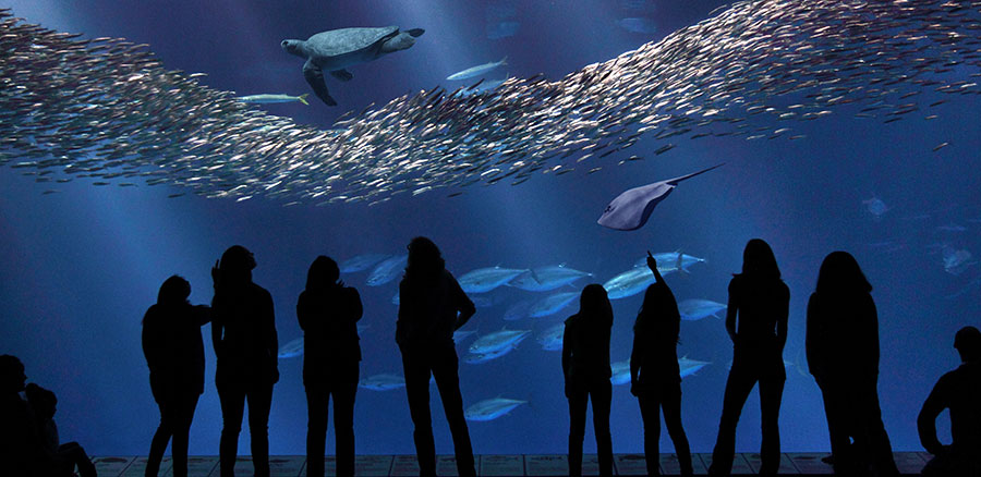  Monterey Bay Aquarium