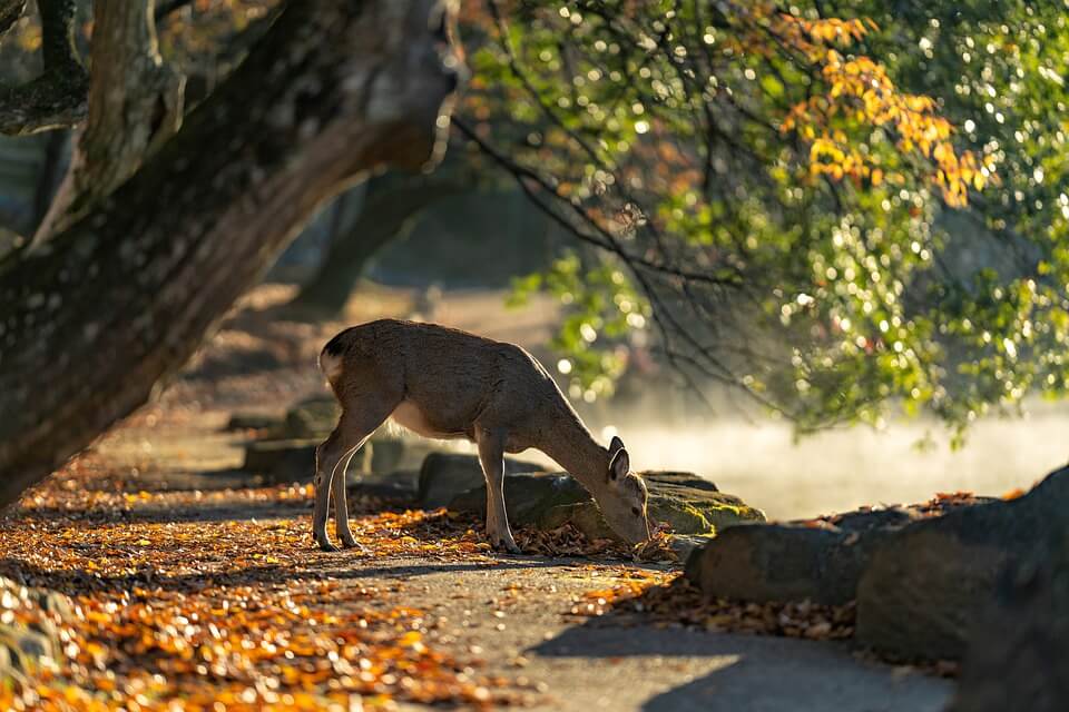 The Arcadia Wilderness Park