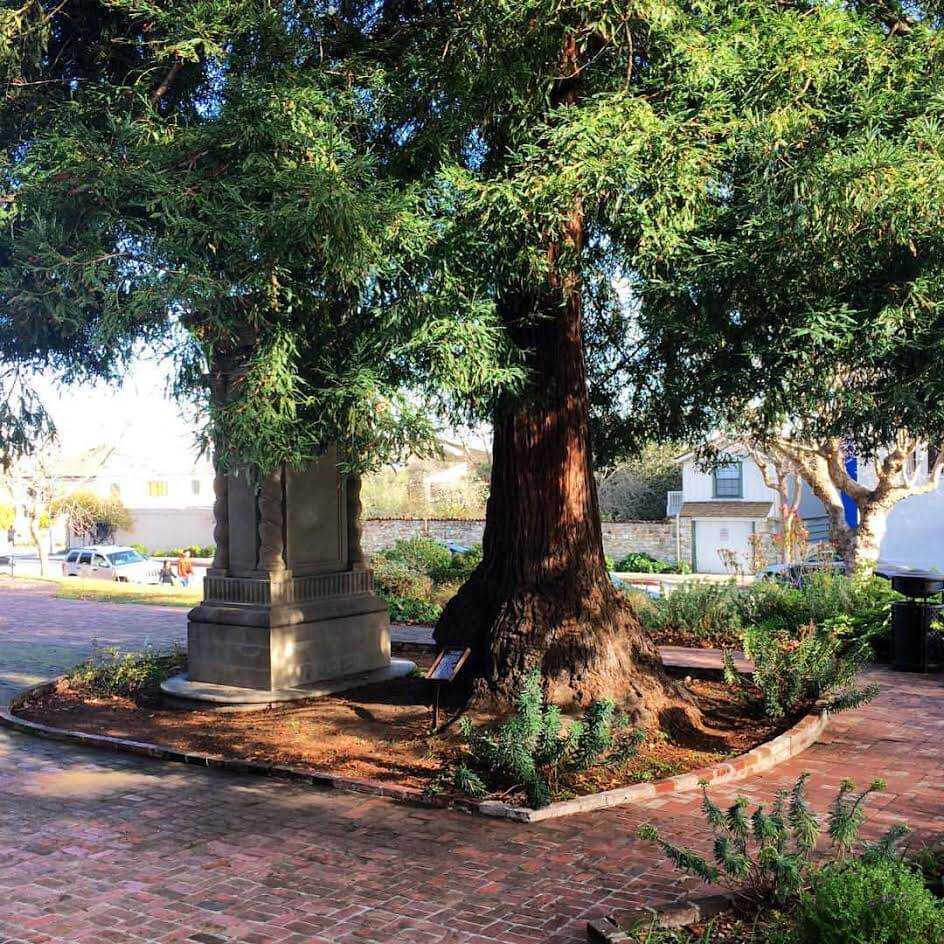 The Monterey Moon Tree