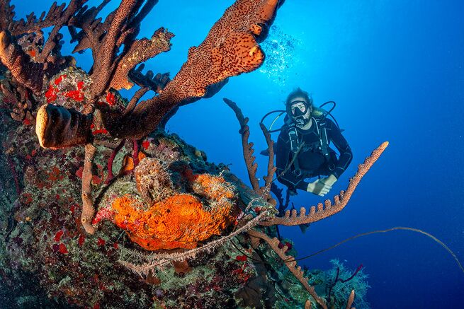 Scuba Diving In The Sea Of Cortez