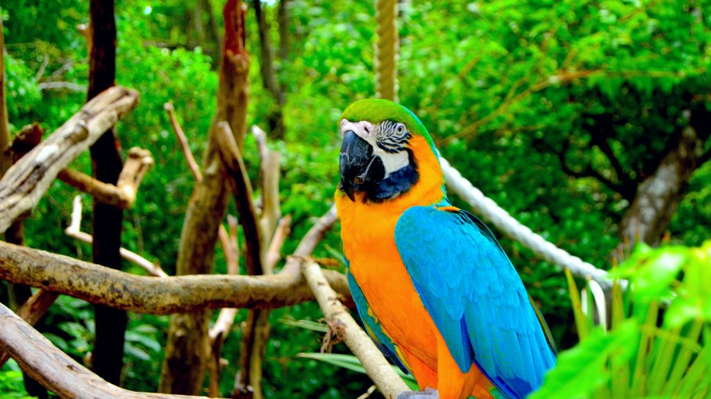  Check Out Exotic Birds at Rocklands