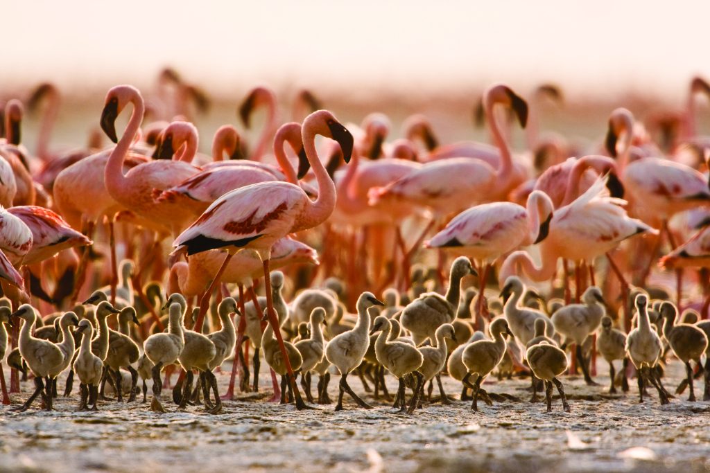 Lake Natron &Amp; Flamingos